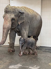 Elefantenbaby Otto wurde am 11.11.2020 im Tierpark Hellabrunn geboren -  Elefantendame Temi ist erneut Mutter!  (©Foto: Tierpark Hellabrunn